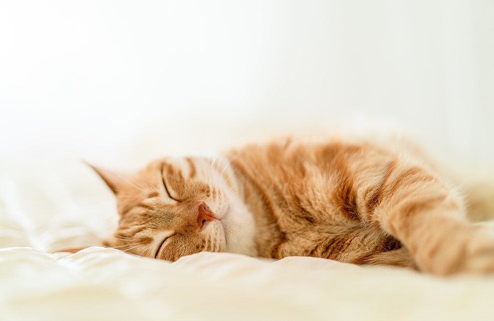 E-biken met katten: hoe je je kat leert rijden in een mandje 35