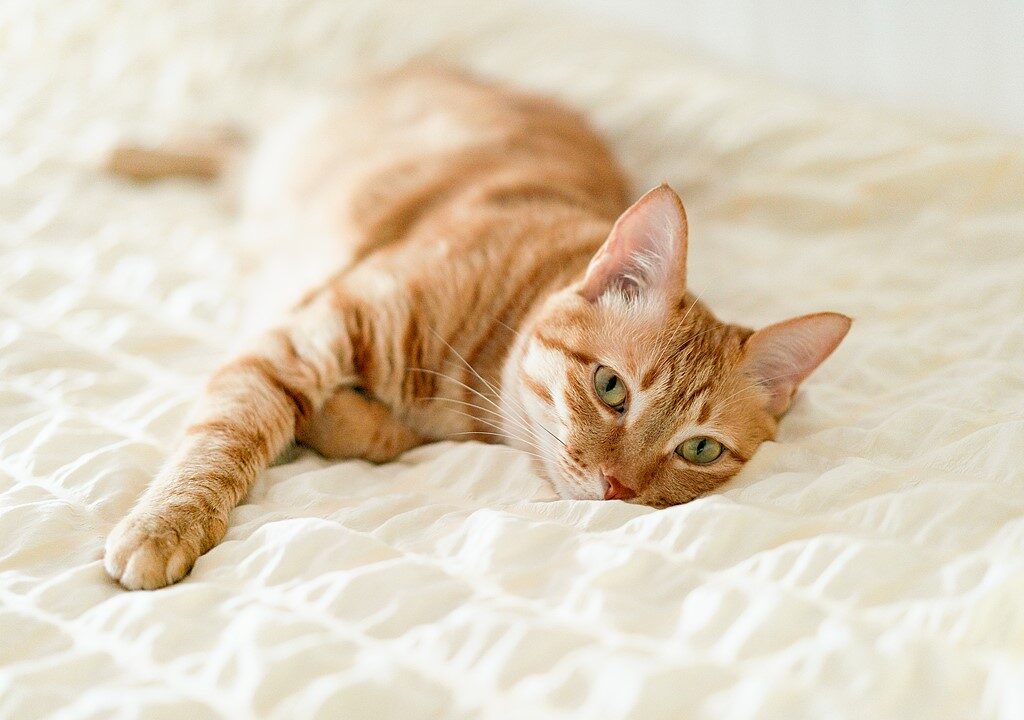 E-biken met katten: hoe je je kat leert rijden in een mandje 2 E-biken met katten: hoe je je kat leert rijden in een mandje 2