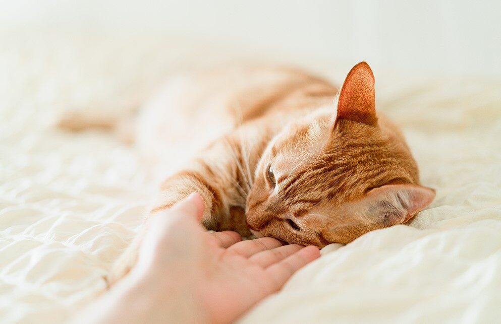 E-biken met katten: hoe je je kat leert rijden in een mandje 3 E-biken met katten: hoe je je kat leert rijden in een mandje 3