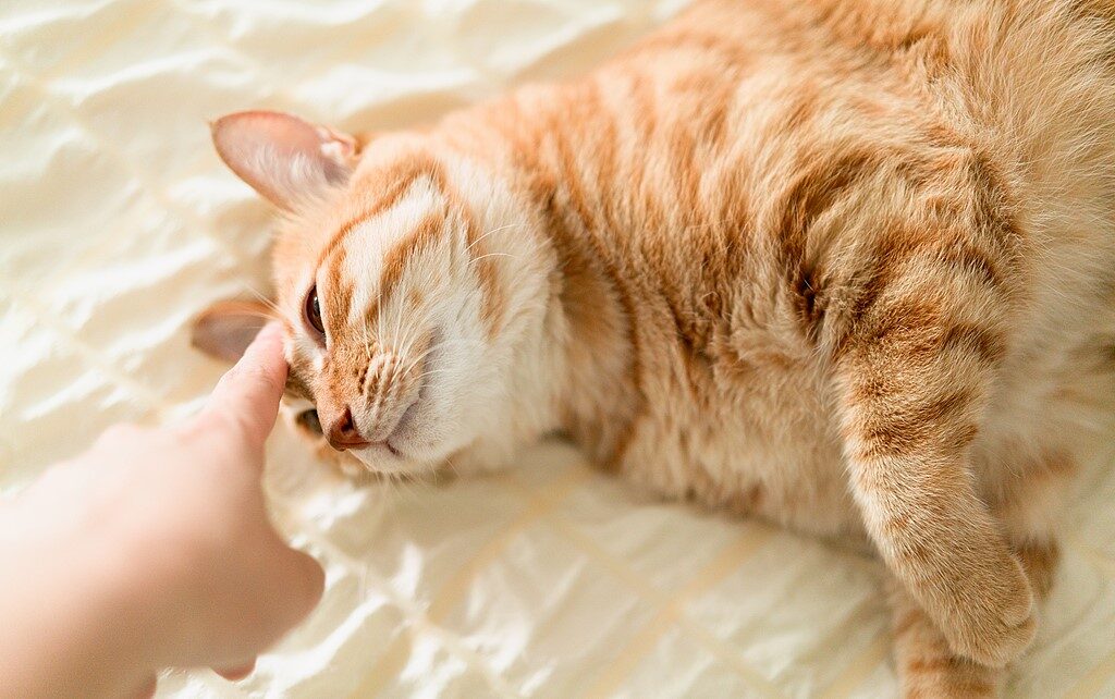 E-biken met katten: hoe je je kat leert rijden in een mandje 4 E-biken met katten: hoe je je kat leert rijden in een mandje 4